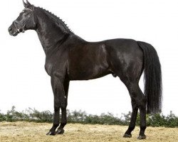 stallion Dresemann (Hanoverian, 1999, from Daidalos)