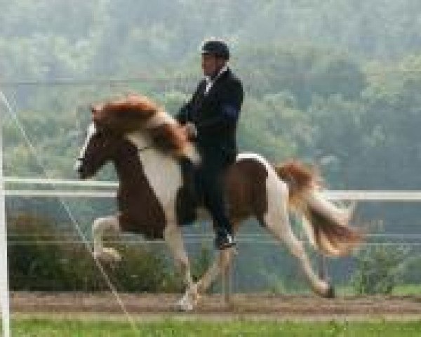 stallion Siggi vom Kreiswald (Iceland Horse, 2001, from Hjalti vom Blitzberg)