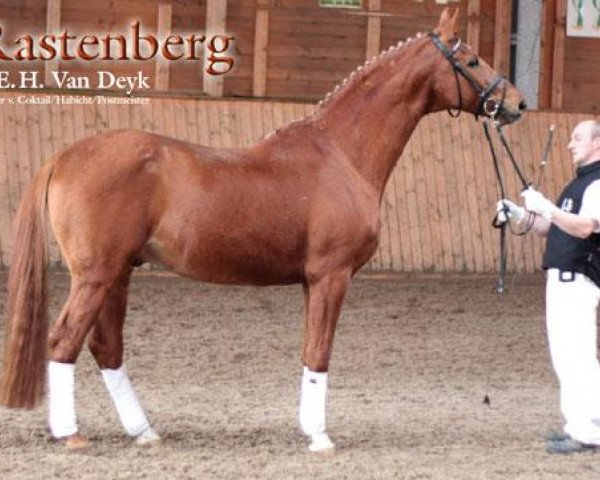 stallion Rastenberg (Trakehner, 1991, from Van Deyk)