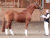 stallion Rastenberg (Trakehner, 1991, from Van Deyk)