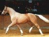 stallion Inspiration GF (Oldenburg, 2000, from Inspirant)