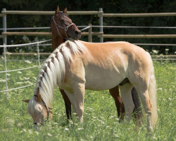 horse Angard's Campino (Haflinger, 2008, from Angard)