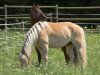 horse Angard's Campino (Haflinger, 2008, from Angard)