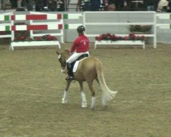Dressurpferd Delia N (Deutsches Reitpony, 2004, von FS Don't Worry)