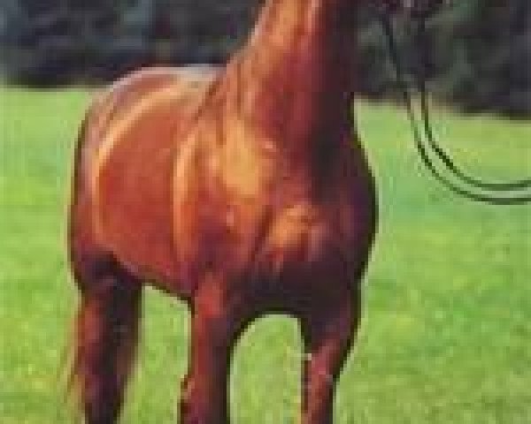 stallion Wonderland (Hanoverian, 1993, from Weltmeyer)