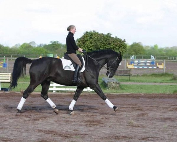 horse Sherlano (Hanoverian, 2004, from Sherlock Holmes)