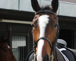 dressage horse Lavinci 2 (Westphalian, 2003, from Levados)