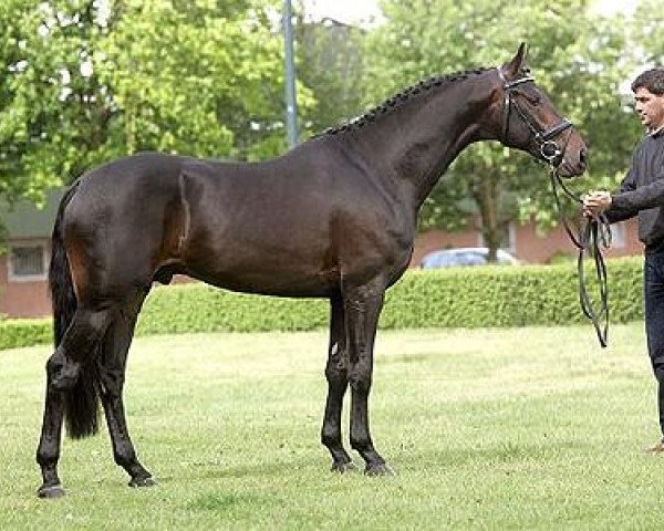 stallion Lord Leatherdale (Rhinelander, 2003, from Lord Loxley I)