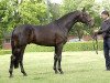 stallion Lord Leatherdale (Rhinelander, 2003, from Lord Loxley I)