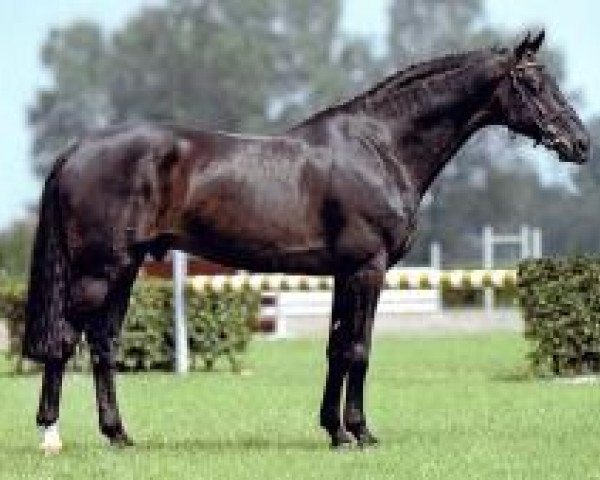 stallion Namelus R (Royal Warmblood Studbook of the Netherlands (KWPN), 1995, from Concorde)