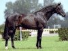stallion Namelus R (KWPN (Royal Dutch Sporthorse), 1995, from Concorde)