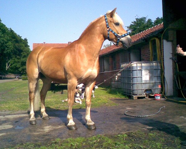 Pferd Mister Amazing Mistral (Haflinger, 1999, von Mister)