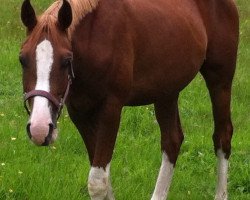 horse Sansolito Breezer (Hanoverian, 2010, from Seborga xx)