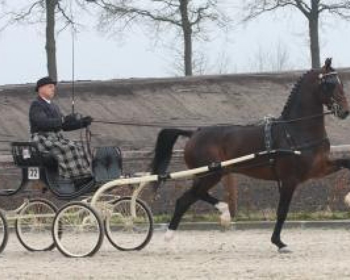 Deckhengst Cizandro (KWPN (Niederländisches Warmblut), 2007, von Waldemar)