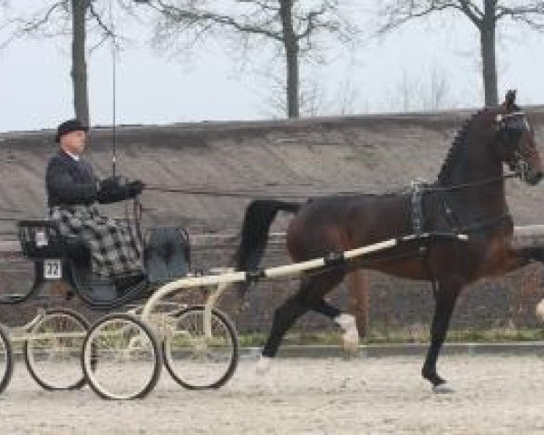 Deckhengst Cizandro (Koninklijk Warmbloed Paardenstamboek Nederland (KWPN), 2007, von Waldemar)
