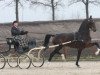 stallion Cizandro (KWPN (Royal Dutch Sporthorse), 2007, from Waldemar)