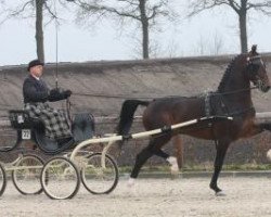 stallion Cizandro (KWPN (Royal Dutch Sporthorse), 2007, from Waldemar)