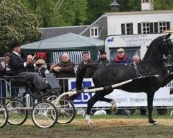 Pferd Brandy (KWPN (Niederländisches Warmblut), 2006, von Uromast)