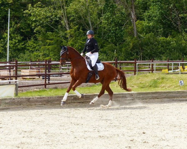 dressage horse Vermicelli (Hanoverian, 2018, from Vitalis)