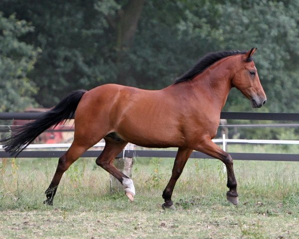 Springpferd Gitano 402 (Deutsches Reitpony, 1993)