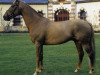 stallion Aferco (Selle Français, 1988, from Laudanum xx)