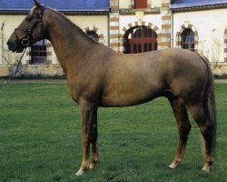 stallion Aferco (Selle Français, 1988, from Laudanum xx)