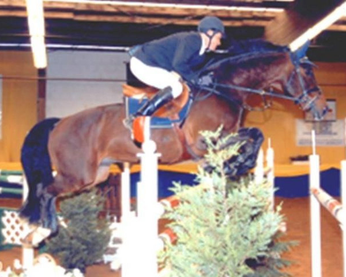 Deckhengst Life is Life (KWPN (Niederländisches Warmblut), 1991, von Landjonker (Fruhling))