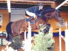 stallion Life is Life (KWPN (Royal Dutch Sporthorse), 1991, from Landjonker (Fruhling))