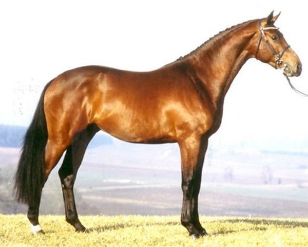 stallion Lique de Bryere (Bavarian, 1996, from Life is Life)
