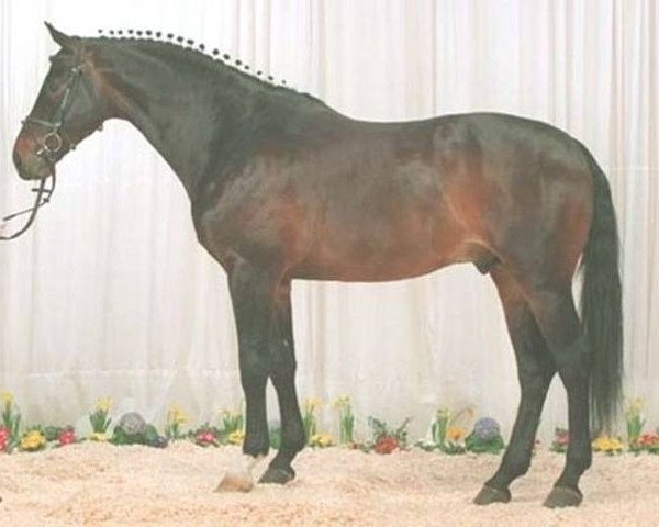 stallion Akinos (Holsteiner, 1991, from Alcatraz)