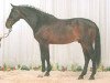 stallion Akinos (Holsteiner, 1991, from Alcatraz)