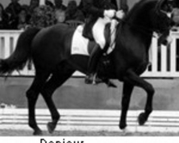 Deckhengst Donjour (Westfale, 1994, von Dunhill H)