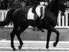 stallion Donjour (Westphalian, 1994, from Dunhill H)