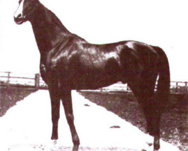 stallion Percentage xx (Thoroughbred, 1923, from Midway xx)
