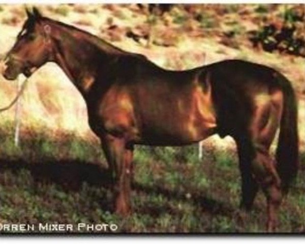 stallion Three Bars xx (Thoroughbred, 1940, from Percentage xx)