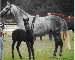 broodmare Dame Z (KWPN (Royal Dutch Sporthorse), 1995, from Daimler)