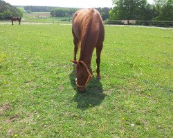 Pferd Callaloo 2 (Hannoveraner, 1995, von Cordoba)