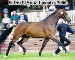 broodmare Luandra (Oldenburg, 1997, from Argentinus)