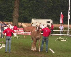 broodmare A la Longoria B (4,69% ox) (Edelbluthaflinger, 2009, from Alabaster B)