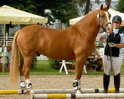 horse Czaico (German Riding Pony, 1995, from Colorado)