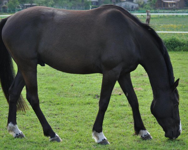 horse Levio vom Purnitzgrund (German Riding Pony, 2007, from Leopardstown xx)