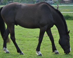 horse Levio vom Purnitzgrund (German Riding Pony, 2007, from Leopardstown xx)