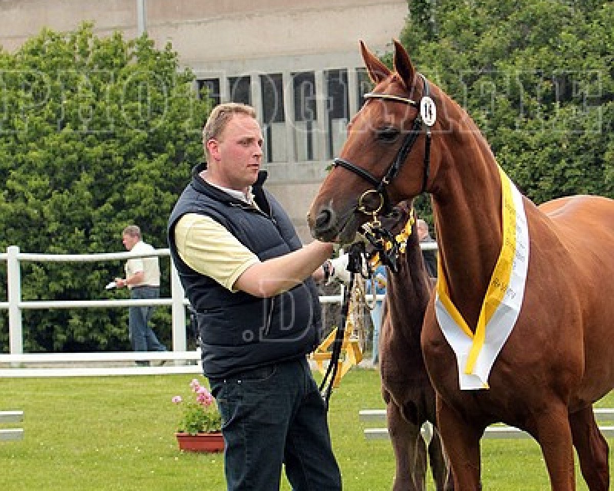 broodmare Lady Lieselo (Hanoverian, 2001, from Londonderry)