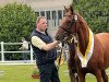 broodmare Lady Lieselo (Hanoverian, 2001, from Londonderry)