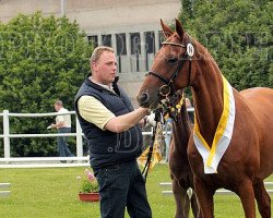 broodmare Lady Lieselo (Hanoverian, 2001, from Londonderry)