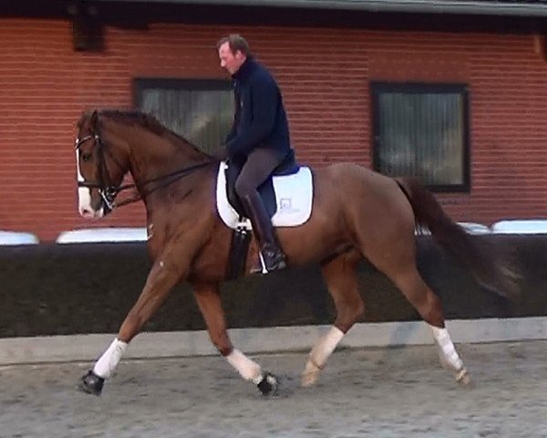 dressage horse Don Alfredo 18 (Hanoverian, 2004, from Don Vino)