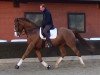 dressage horse Don Alfredo 18 (Hanoverian, 2004, from Don Vino)