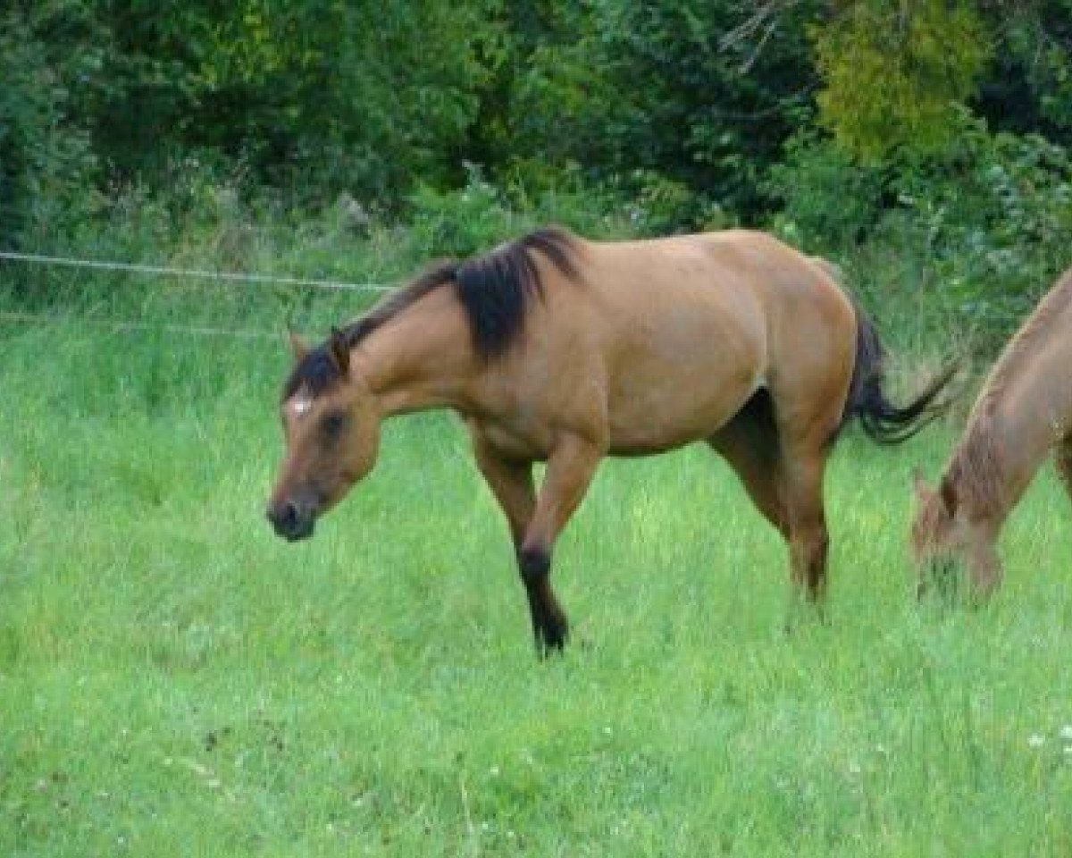horse Anasui Dun It (Quarter Horse, 2008, from Bart Dun It)