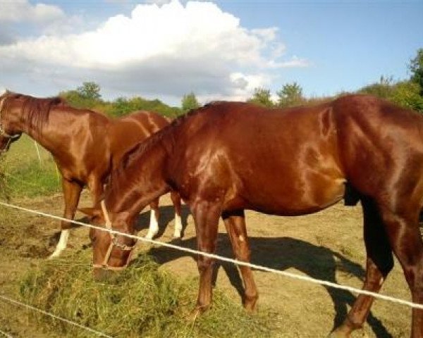 horse Pretty Buffalo Jac (Quarter Horse, 2008, from Windsticker Jac)