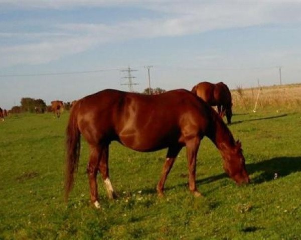 broodmare Wurlys Sexy Hexe (Quarter Horse, 1998, from Zippo's Fantastic Boy)